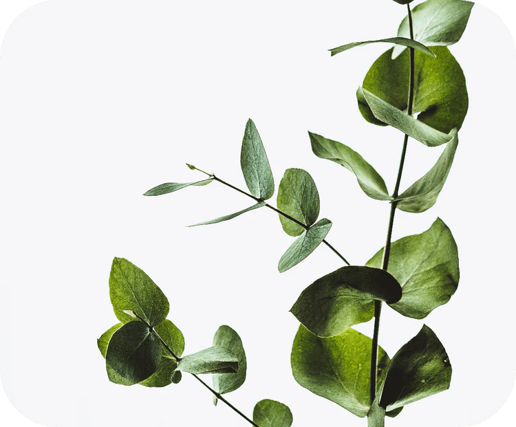 Story Leaf